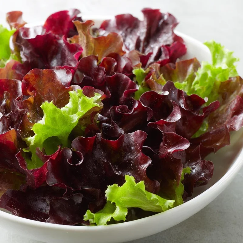 Organic Lollo Rosso Lettuce Seeds – Red Salad Bowl, 250 Seed Pack - Image 2