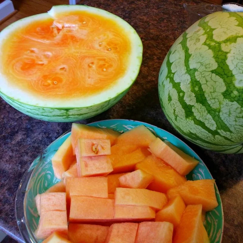 Organic Orange Tendersweet Watermelon Seeds - 15 Seeds - Sweet, Juicy, Vibrant Orange Flesh - Image 2