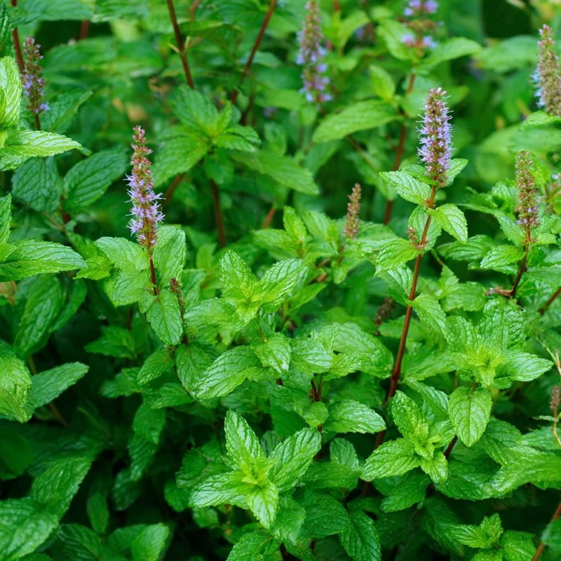 Organic Peppermint Seeds - Mentha piperita - 100 Seeds - Fragrant Herb - Image 2