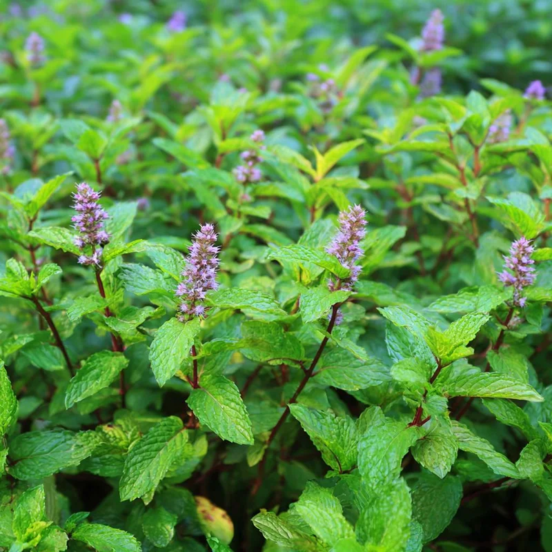 Organic Peppermint Seeds - Mentha piperita - 100 Seeds - Fragrant Herb - Image 4