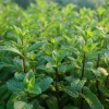 Organic Peppermint Seeds - Mentha piperita - 100 Seeds - Fragrant Herb - Image 1