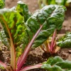Organic Pink Flamingo Swiss Chard Seeds - 20 Seeds, Vibrant Edible Greens - Image 1
