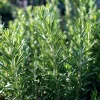 Organic Rosemary Seeds - Rosmarinus officinalis - Fragrant Culinary Herb - 50 Seed Pack - Outdoor - Image 1