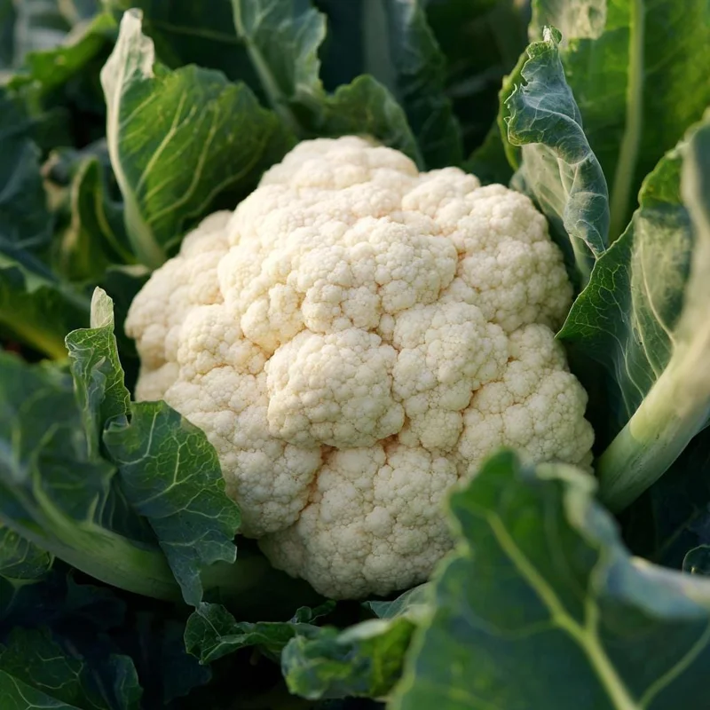 Organic Snowball Cauliflower Seeds - 150 Count - Easy-to-Grow Vegetable - Image 2
