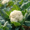 Organic Snowball Cauliflower Seeds - 150 Count - Easy-to-Grow Vegetable - Image 1