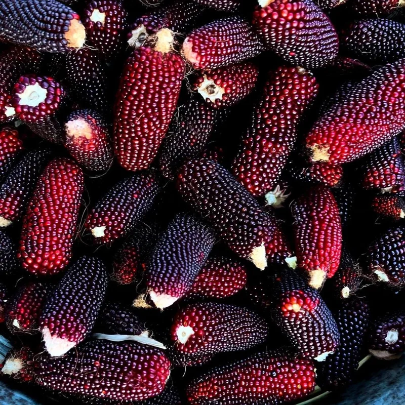 Organic Strawberry Popcorn Seeds Heirloom Variety - Sweet Kernels, 30 Seeds - Image 2