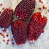 Organic Strawberry Popcorn Seeds Heirloom Variety - Sweet Kernels, 30 Seeds - Image 1