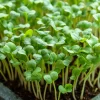 Organic Wasabi Spicy Mustard Microgreen Seeds - 10 grams - Hot Flavor Greens - Image 1
