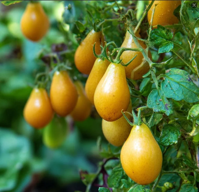 Organic Yellow Pear Cherry Tomato Seeds - Heirloom, Sweet Flavor, 30 Seeds - Image 2