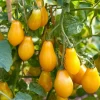 Organic Yellow Pear Cherry Tomato Seeds - Heirloom, Sweet Flavor, 30 Seeds - Image 1