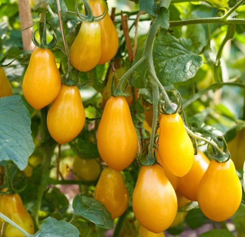 Organic Yellow Pear Cherry Tomato Seeds - Heirloom, Sweet Flavor, 30 Seeds - Image 1