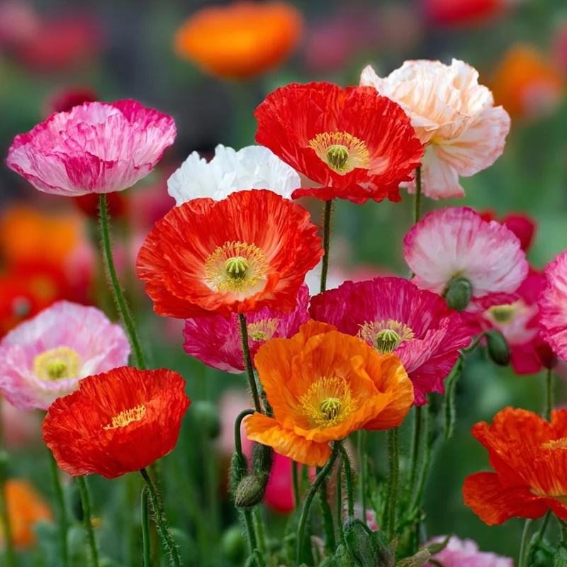 Oriental Poppy Seeds Mix – 1000 Perennial Flower Seeds – Vibrant Colors - Image 2