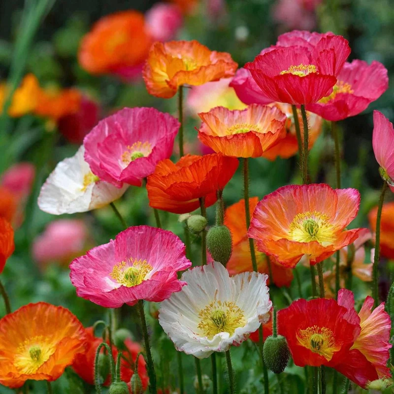Oriental Poppy Seeds Mix – 1000 Perennial Flower Seeds – Vibrant Colors - Image 4