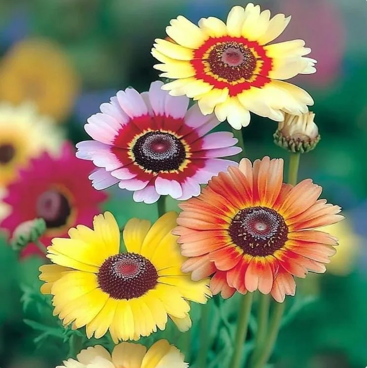 Painted Daisy Seeds - Chrysanthemum carinatum - 200 Seeds - Bright Perennial Blooms - Image 2