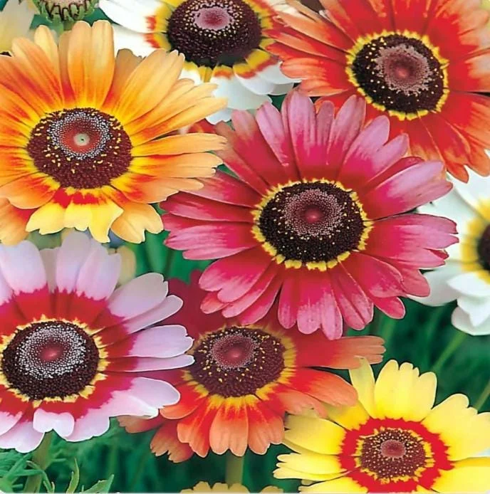 Painted Daisy Seeds - Chrysanthemum carinatum - 200 Seeds - Bright Perennial Blooms - Image 3