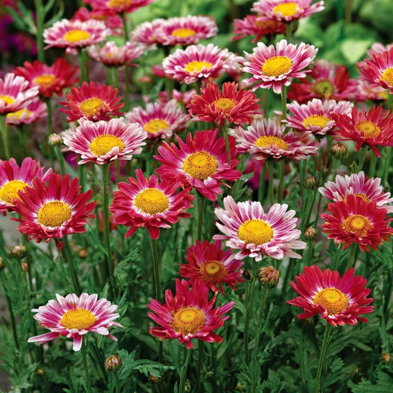 Painted Daisy Seeds - Chrysanthemum carinatum - 200 Seeds - Bright Perennial Blooms - Image 4