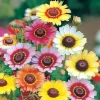 Painted Daisy Seeds - Chrysanthemum carinatum - 200 Seeds - Bright Perennial Blooms - Image 1