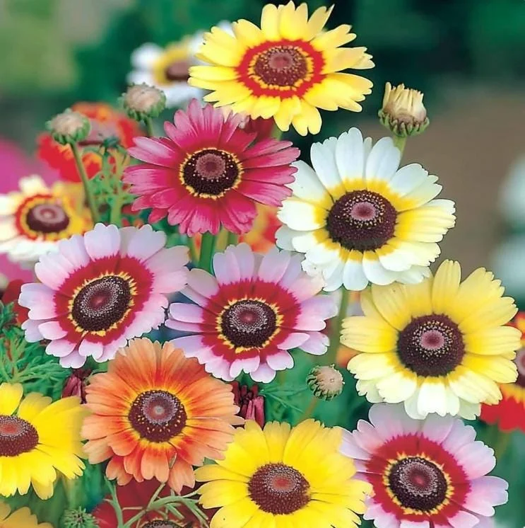 Painted Daisy Seeds - Chrysanthemum carinatum - 200 Seeds - Bright Perennial Blooms - Image 1