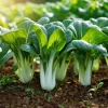 Pak Choi Chinese Cabbage White Stem Seeds, 150 Seeds, Crisp Asian Green - Image 1