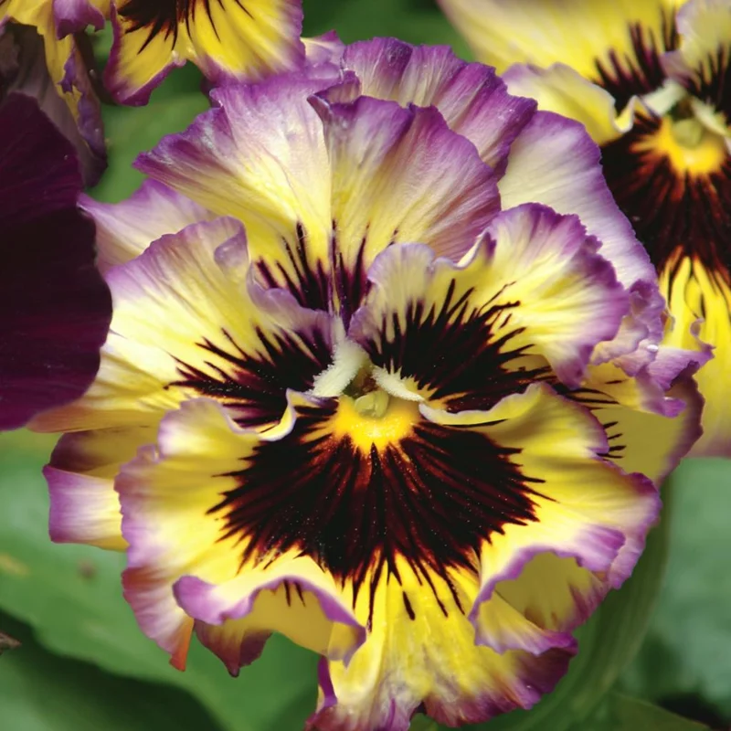 Pansy Lemonberry Seeds - Ruffled Viola Flower Seeds (25 Count) - Unique Yellow & Berry Tones - Image 2