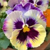 Pansy Lemonberry Seeds - Ruffled Viola Flower Seeds (25 Count) - Unique Yellow & Berry Tones - Image 1