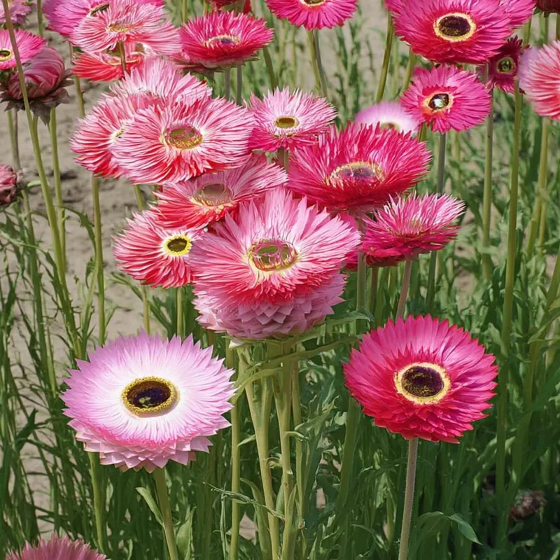 Paper Daisy Seeds - 500 Helipterum roseum Seeds - Everlasting Blooms - Image 2