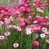 Paper Daisy Seeds - 500 Helipterum roseum Seeds - Everlasting Blooms - Image 1