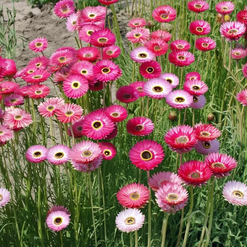 Paper Daisy Seeds - 500 Helipterum roseum Seeds - Everlasting Blooms - Image 3