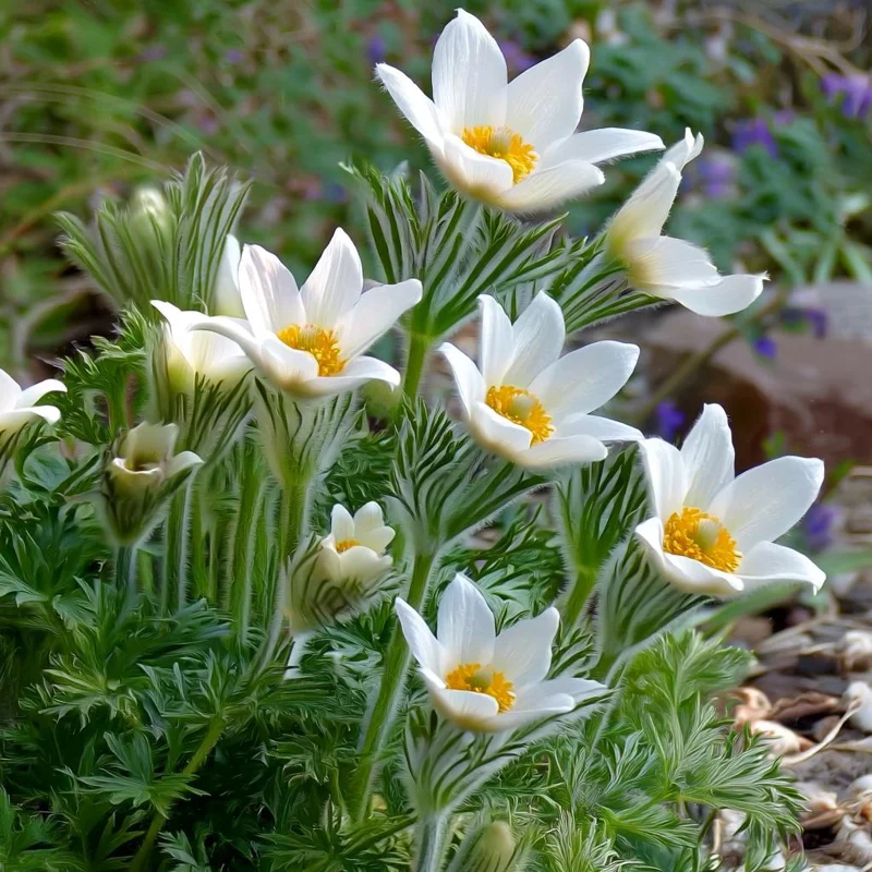 Pasque Flower Seeds - Anemone patens wolfgangiana - 20 Heirloom Seeds for Garden - Image 2