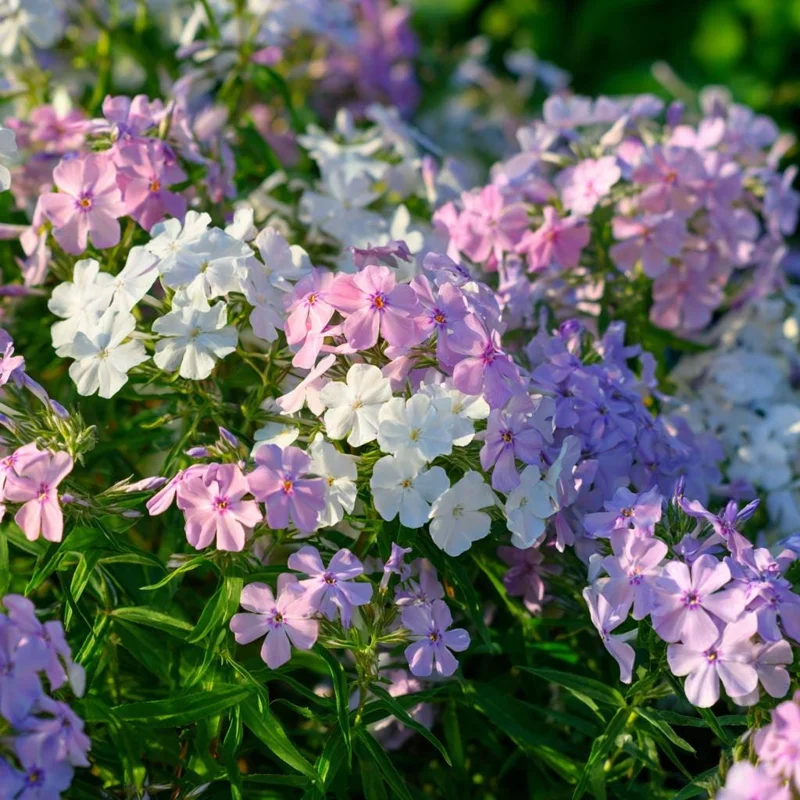 Pastel Phlox Seeds Mix – 300 Count – Soft-Hued Blooms for Cottage Gardens - Image 4