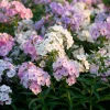 Pastel Phlox Seeds Mix – 300 Count – Soft-Hued Blooms for Cottage Gardens - Image 1