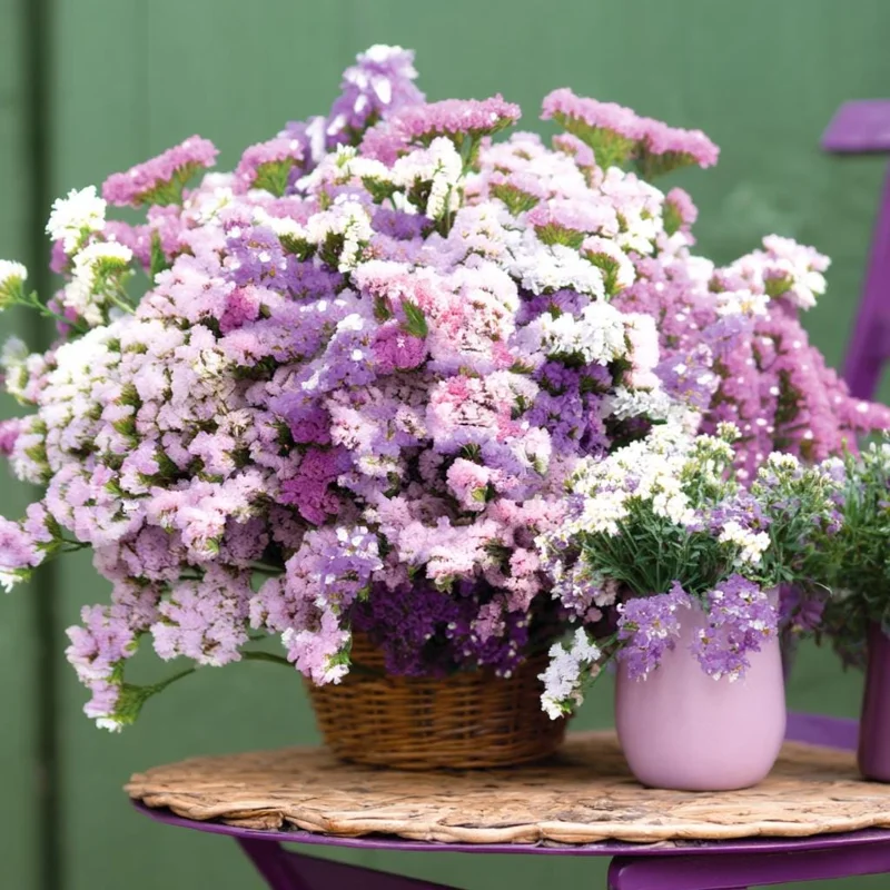 Pastel Statice Flower Seeds – 50 Count – Soft Colorful Dried Blooms – Outdoor - Image 1