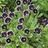 Penny Black Nemophila Seeds – Deep Purple-Black Flowers – 50 Seeds – Compact Annual - Image 1
