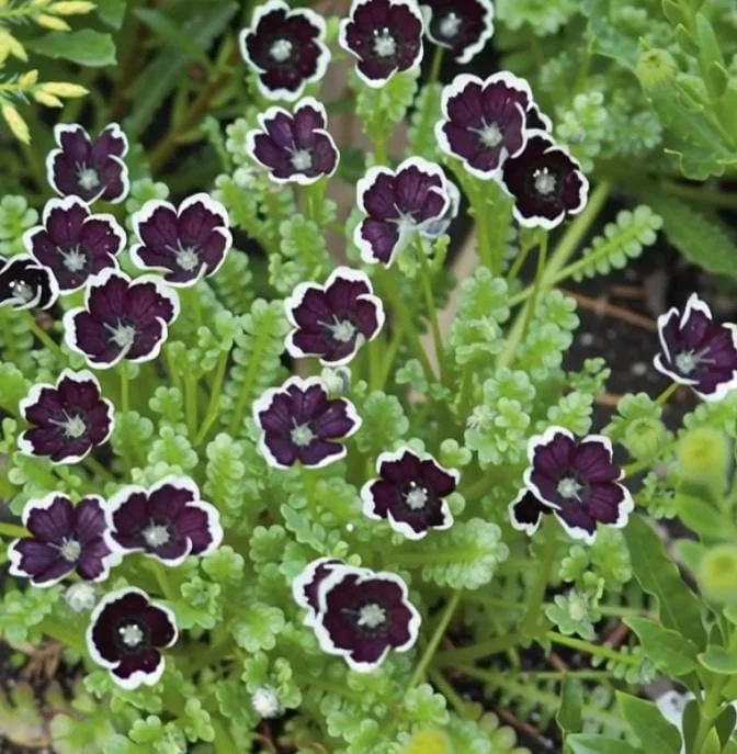 Penny Black Nemophila Seeds – Deep Purple-Black Flowers – 50 Seeds – Compact Annual - Image 1