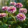 Peppermint Stick Zinnia Seeds 25 Seed Mix Heirloom Vibrant Garden Blooms - Image 1