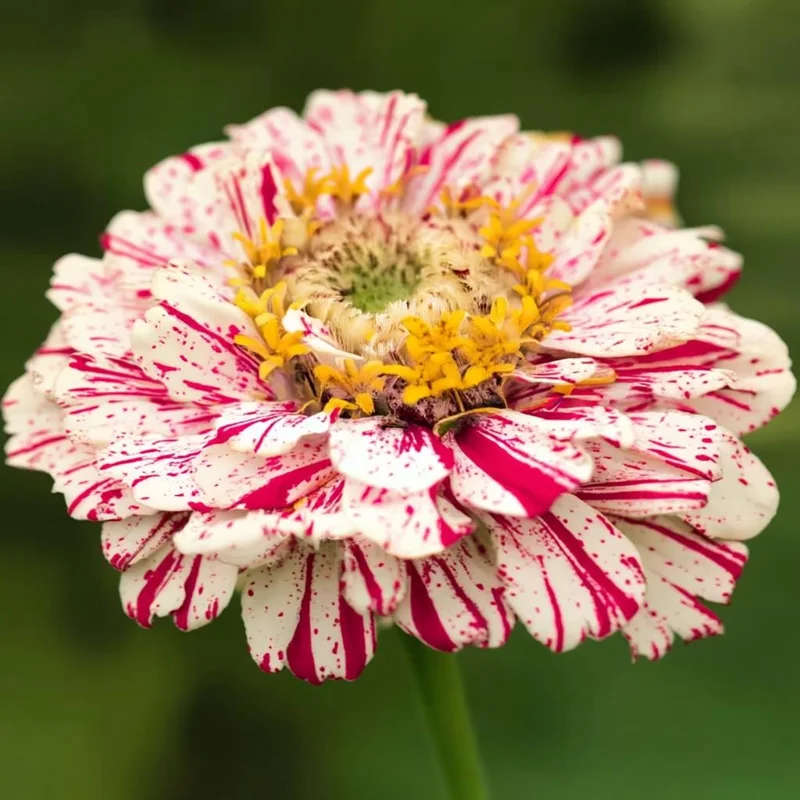 Peppermint Stick Zinnia Seeds 25 Seed Mix Heirloom Vibrant Garden Blooms - Image 5