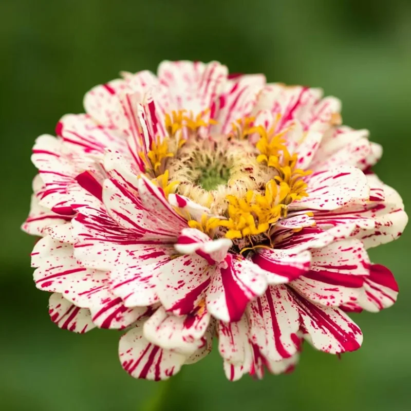 Peppermint Stick Zinnia Seeds 25 Seed Mix Heirloom Vibrant Garden Blooms - Image 6