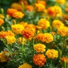 Petite French Marigold Seeds Mix – 300 Multi-Color Flower Seeds for Garden - Image 1