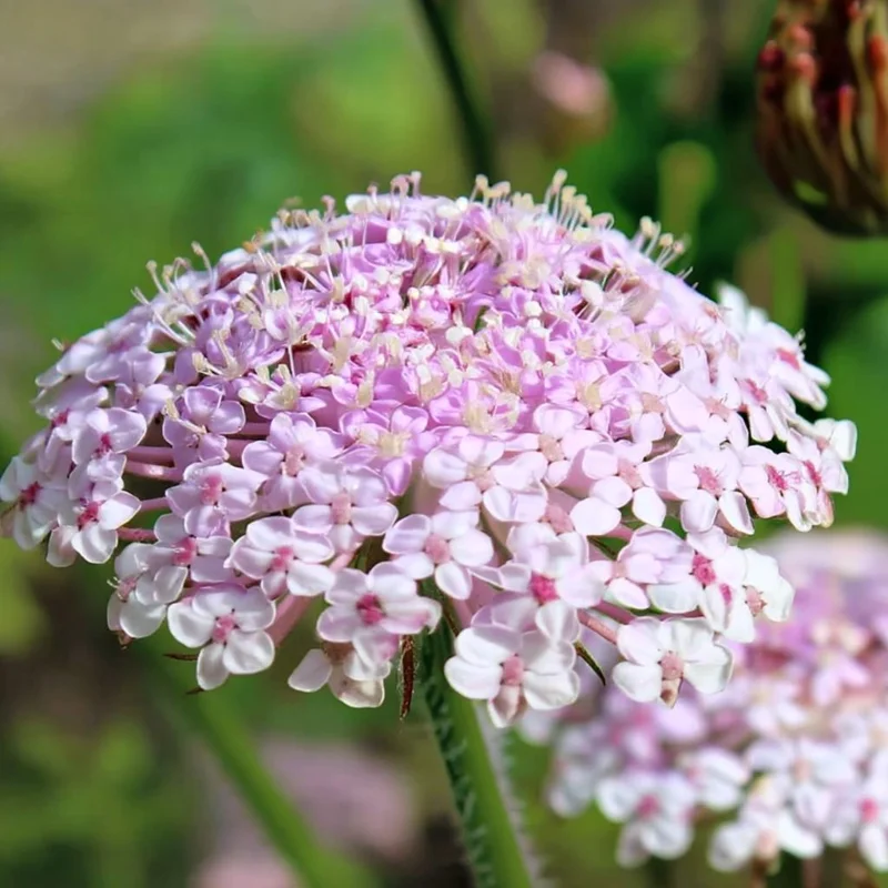 Pink Lace Flower Seeds - Didiscus - 50 Sweet-Scented Cut Flower Seeds - Image 2