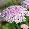 Pink Lace Flower Seeds - Didiscus - 50 Sweet-Scented Cut Flower Seeds - Image 1