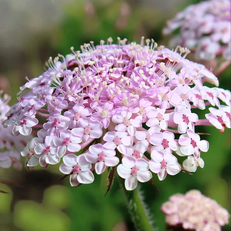 Pink Lace Flower Seeds - Didiscus - 50 Sweet-Scented Cut Flower Seeds - Image 1