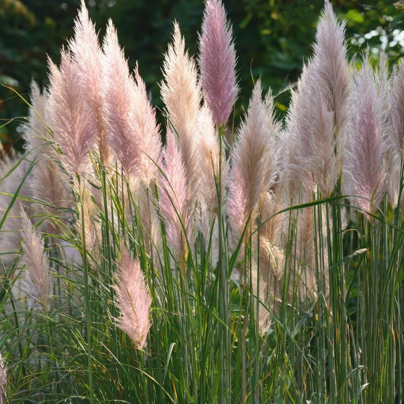 Pink Pampas Grass Seeds – 100 Seeds – Ornamental Plumes – Outdoor Perennial - Image 2