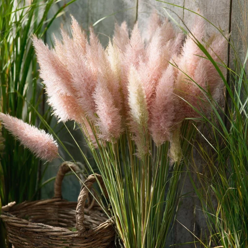 Pink Pampas Grass Seeds – 100 Seeds – Ornamental Plumes – Outdoor Perennial - Image 3
