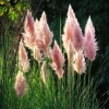 Pink Pampas Grass Seeds – 100 Seeds – Ornamental Plumes – Outdoor Perennial - Image 1