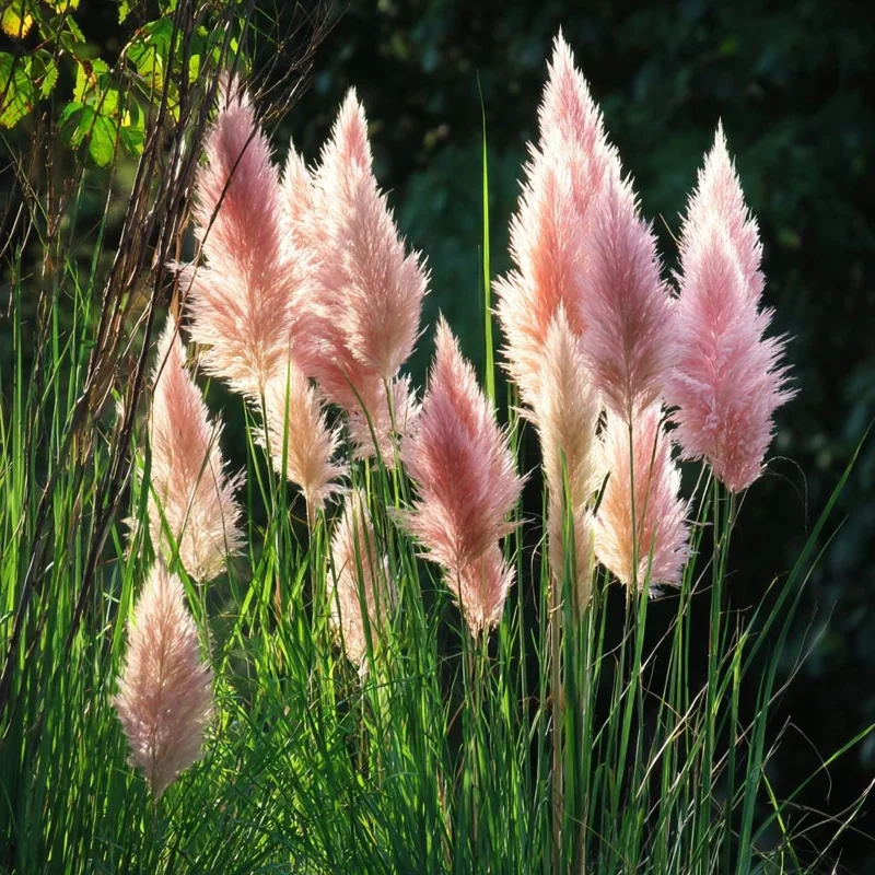Pink Pampas Grass Seeds – 100 Seeds – Ornamental Plumes – Outdoor Perennial - Image 1