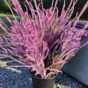 Pink Pokers Statice Seeds - Limonium Suworowii - 50 Seeds - Vibrant Blooms - Image 1