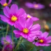 Pink Radiance Cosmos Seeds - 100 Count - Soft Glowing Pink Flowers - Image 1