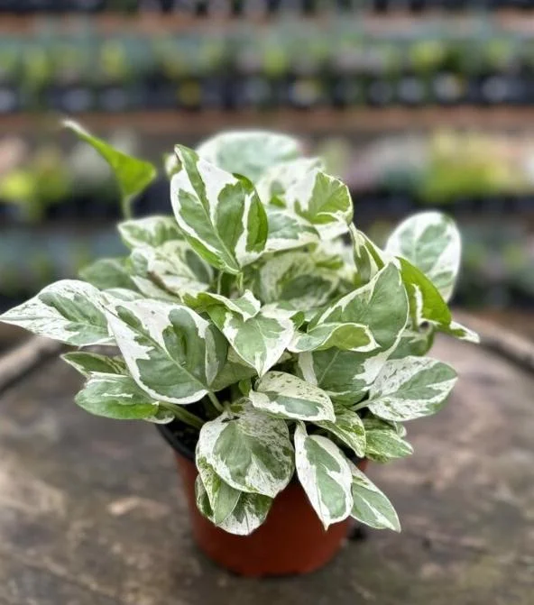 Pothos N'Joy Live Plant – Variegated White & Green Houseplant – 3-5 Inch Tall in 4 Inch Pot – Indoor - Image 2