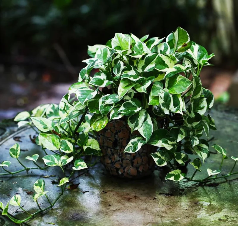 Pothos N'Joy Live Plant – Variegated White & Green Houseplant – 3-5 Inch Tall in 4 Inch Pot – Indoor - Image 1