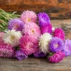 Powder Puff China Aster Seeds Mix - 200 Heirloom Seeds for Garden & Cut Flowers - Image 1